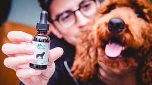 Things to know before giving CBD to your dog