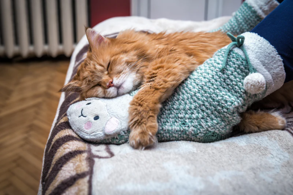 5 Top Sleeping Options Available in the Cat Furniture Market